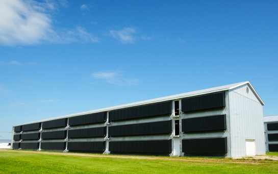 5-casestudies-EggFarmAutomation-egg-farm 5-casestudies-EggFarmAutomation-egg-farm