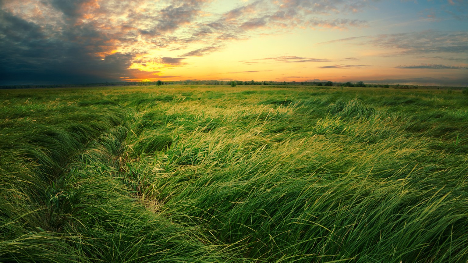 Tall grass are on the flood meadow on background of dramatic clouds during sundown.